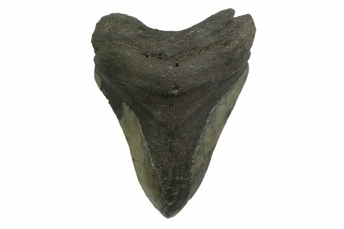 Bargain, Fossil Megalodon Tooth - South Carolina #356829
